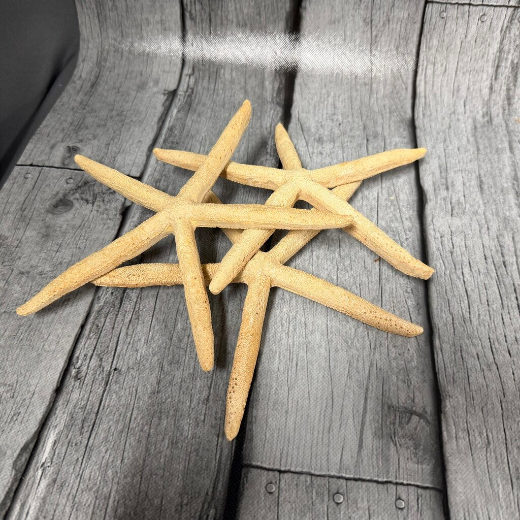 Set/3 White Finger Starfish
