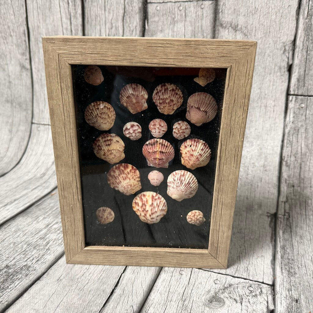 Seashell Shadow Box