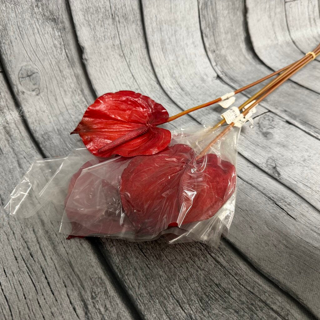 Anthurium Stems