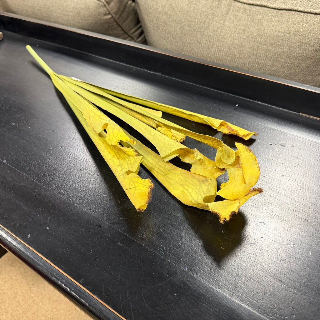 Cobra Lily Stem
