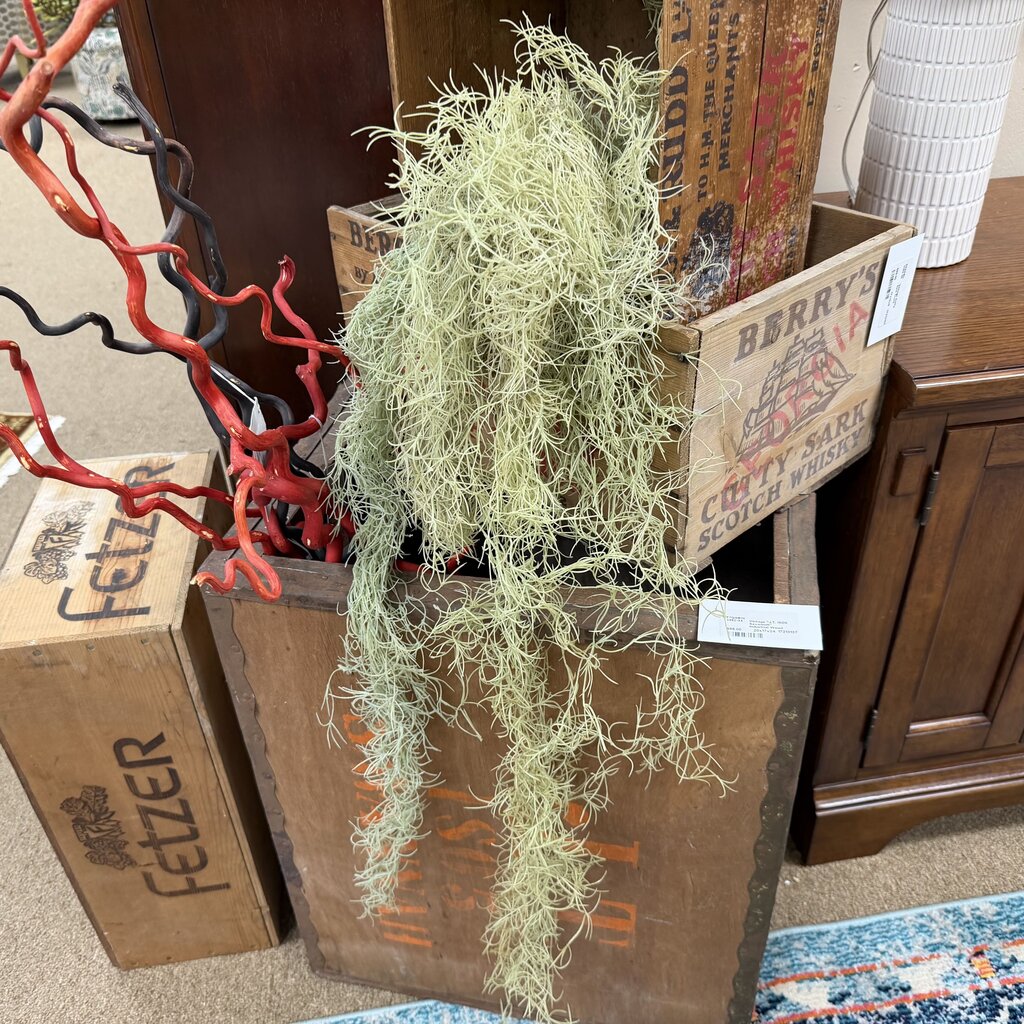 Green Spanish Moss Bundle
