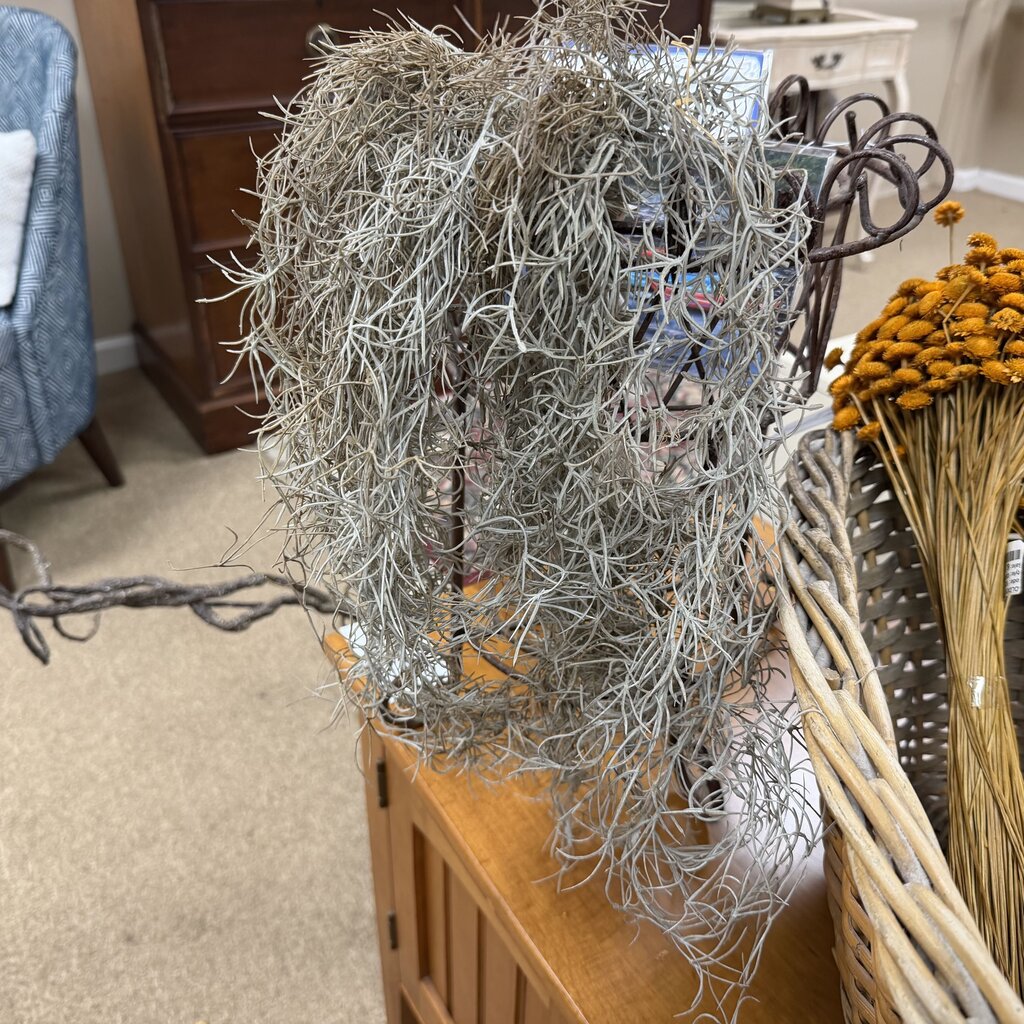 Grey Spanish Moss Bundle