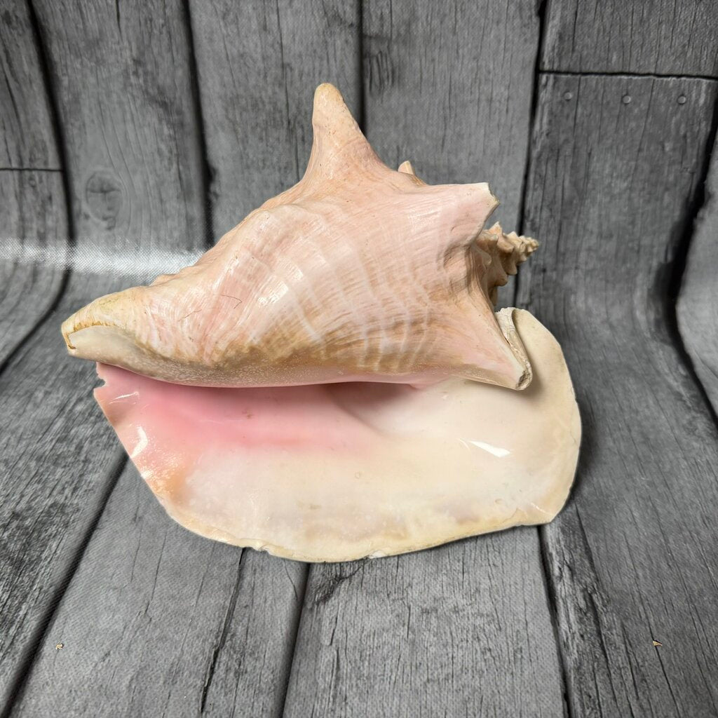 Authentic Conch Shell