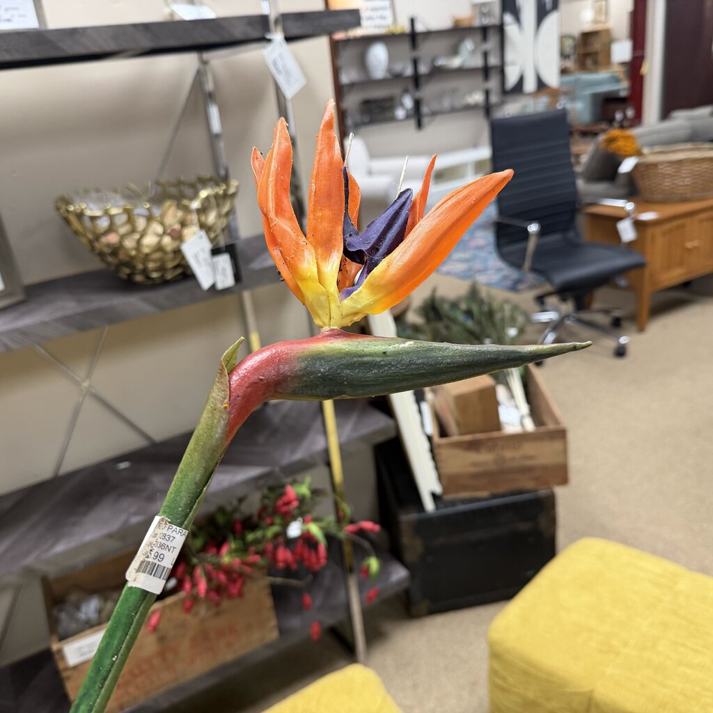 Bird of Paradise Stem