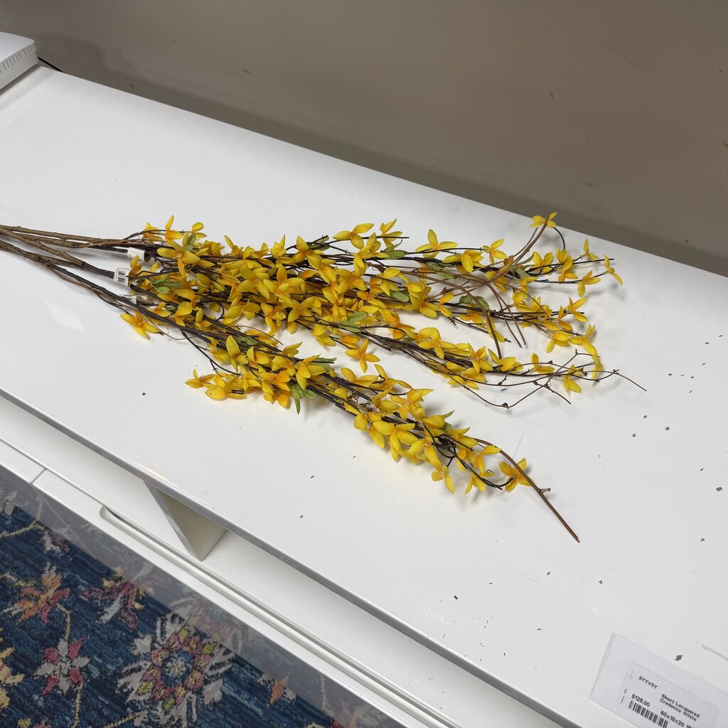Forsythia Stem Bundle