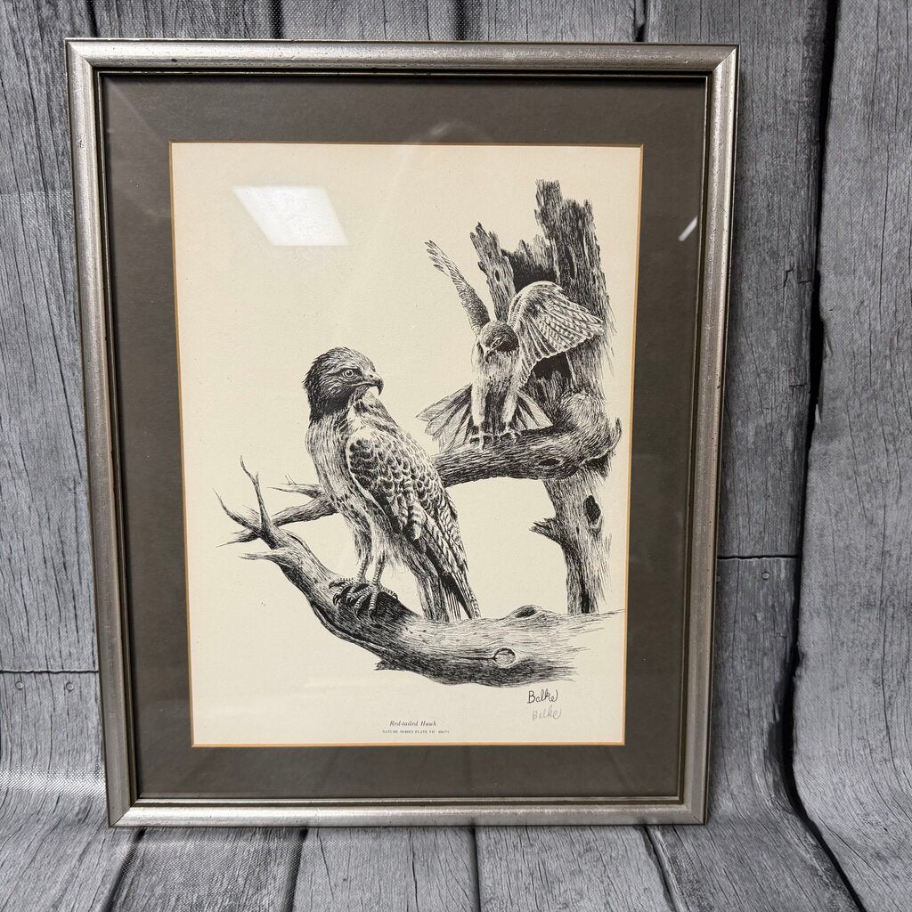 Red Tailed Hawk Signed Print