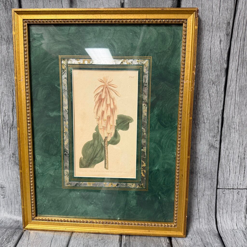 Antique Botanical Copper Engraving - No. 501