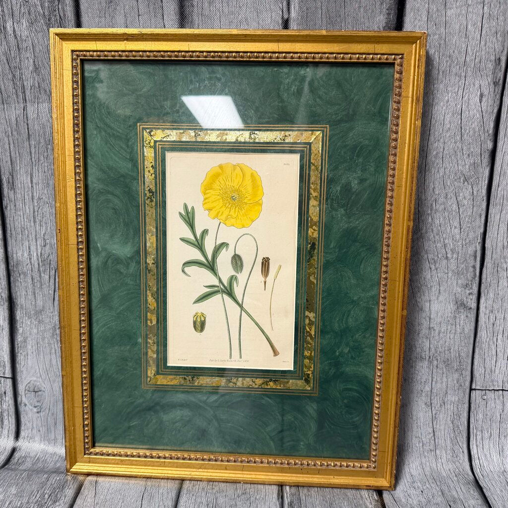 Antique Botanical Copper Engraving - 3035