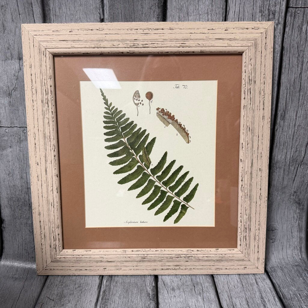 Antique Fern Print
