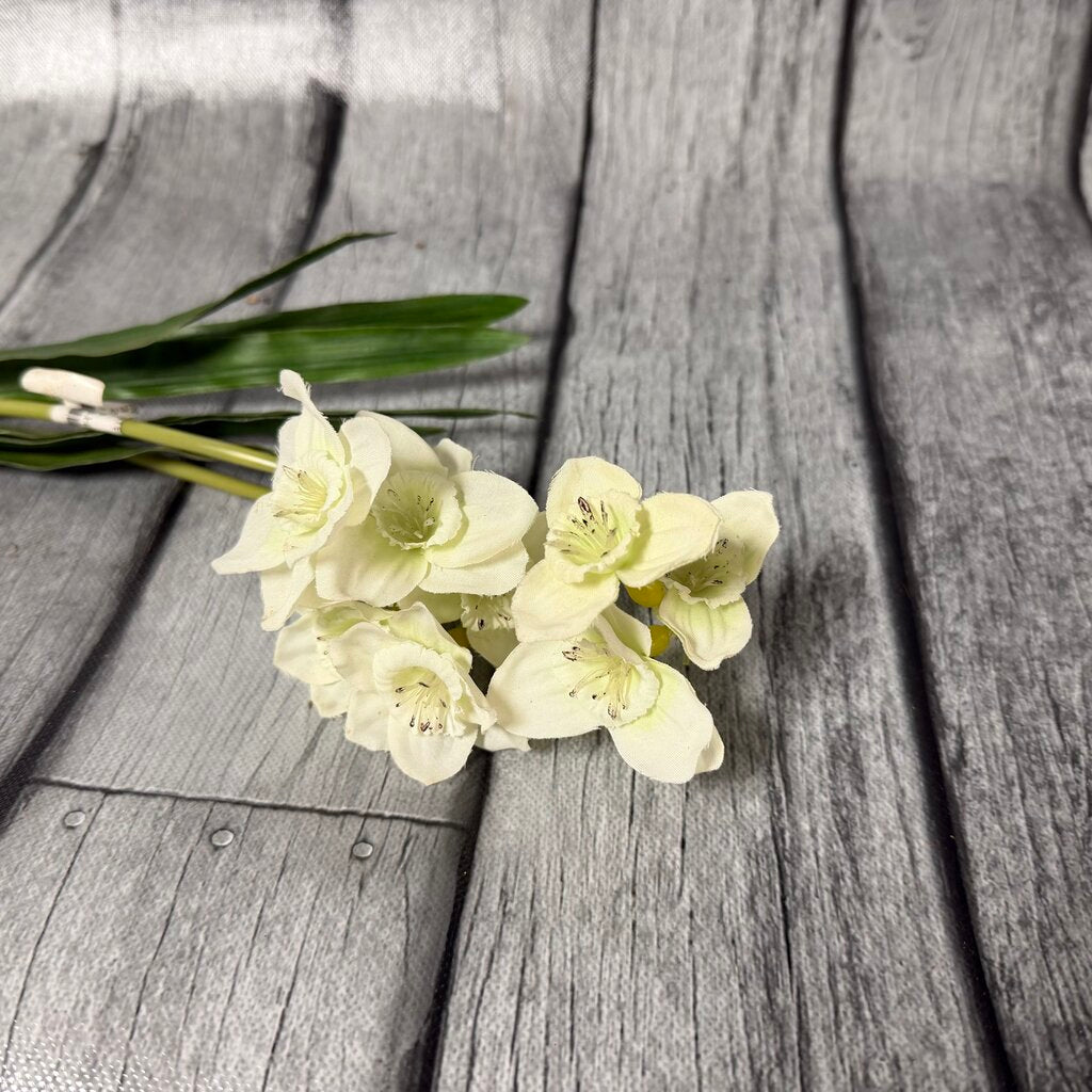 Paperwhites Stem