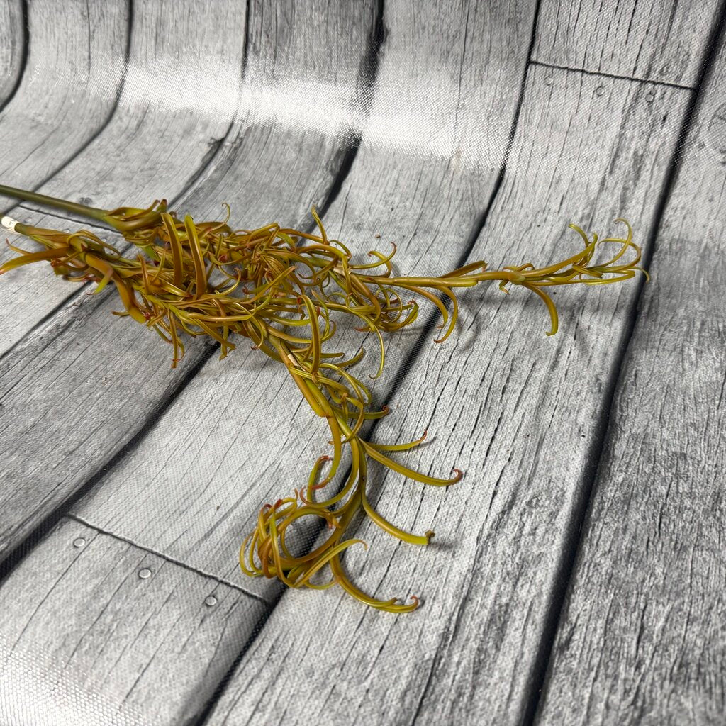 Rosemary Stems