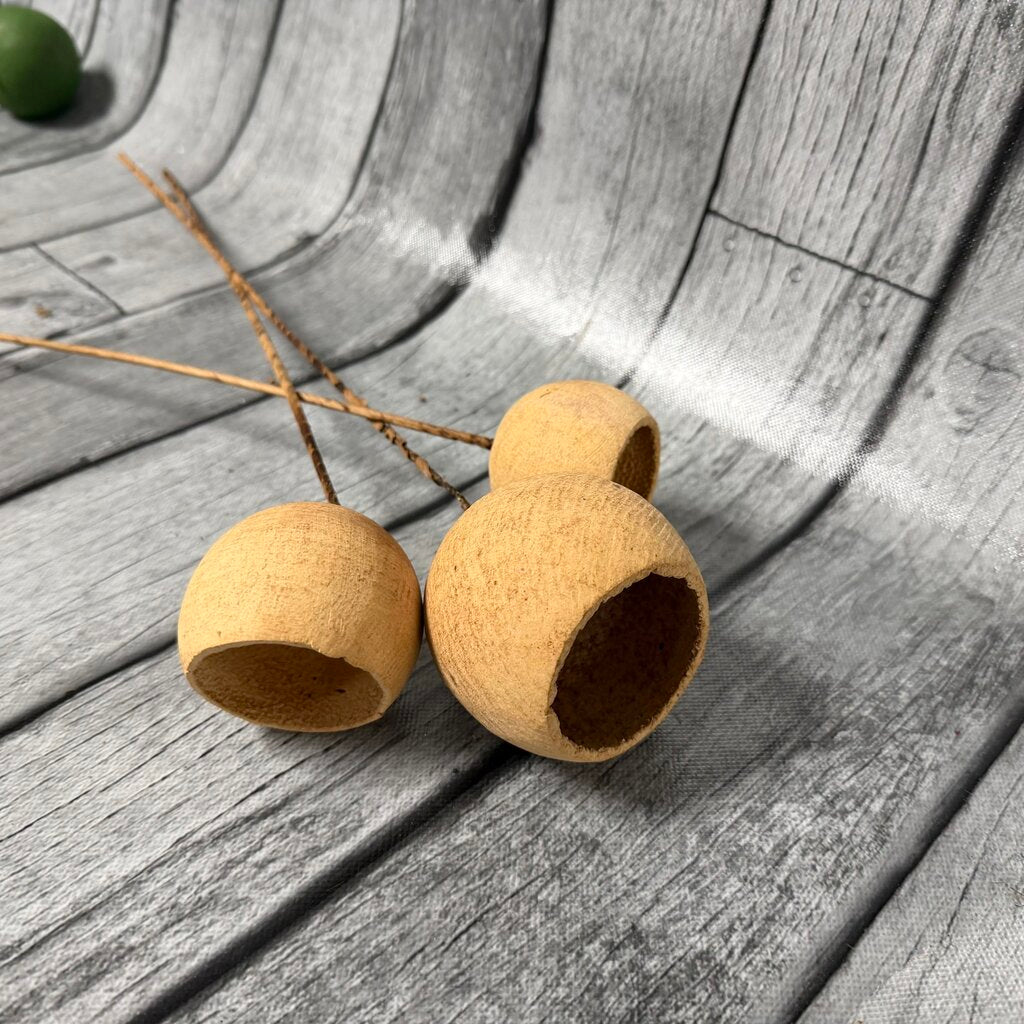 Bleached Bell Cup Stems