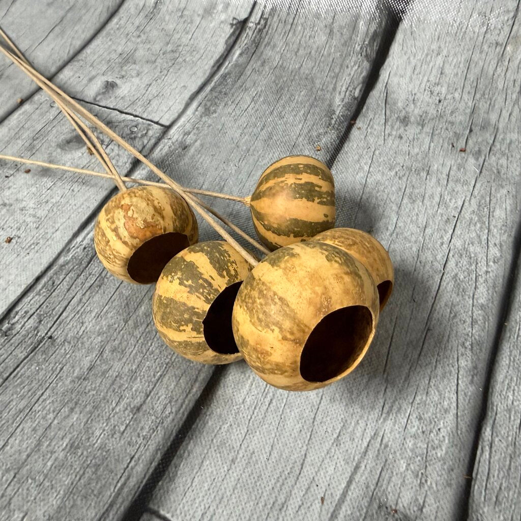 Brown Melon Stems